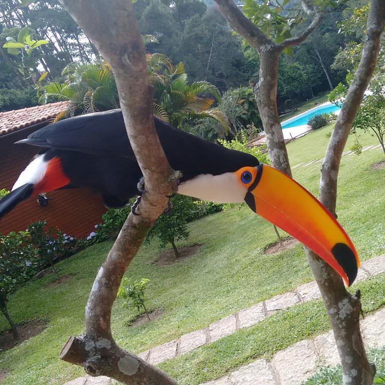 Tucano Do Cuiaba